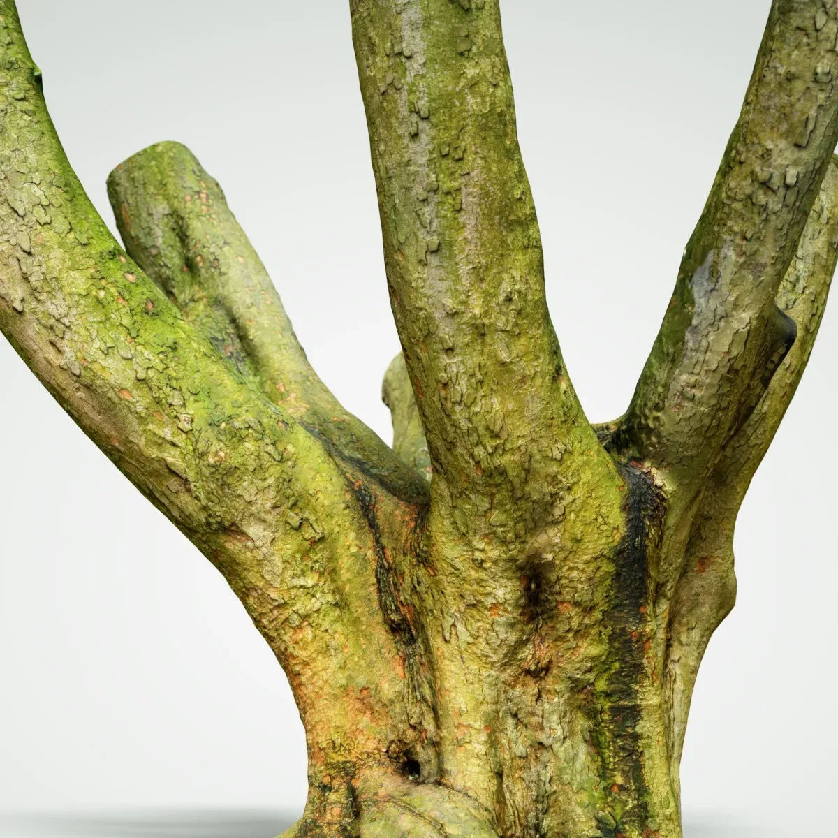 Tree 1