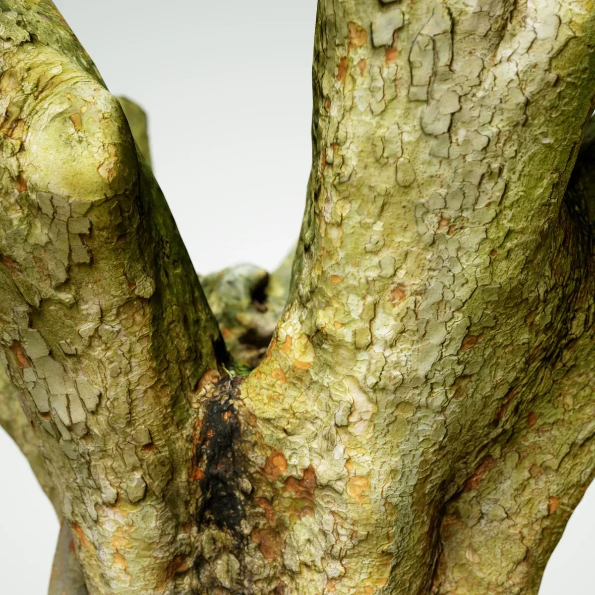 Tree 1