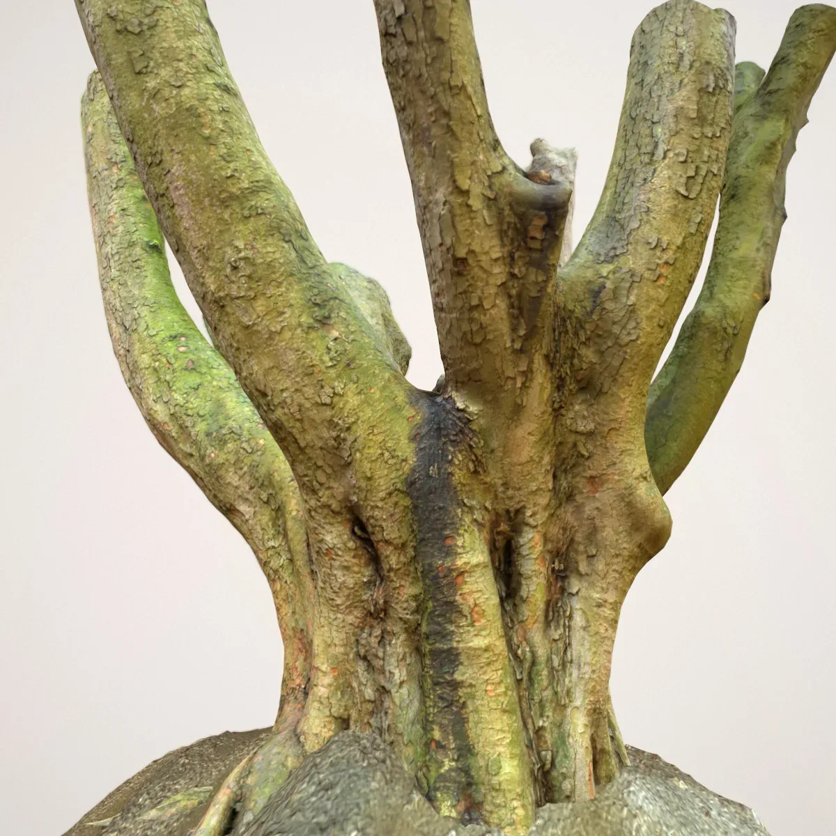 Tree 1
