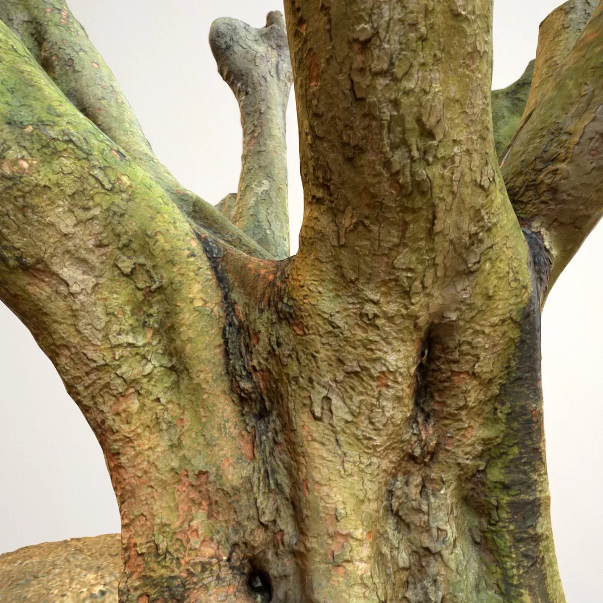 Tree 1