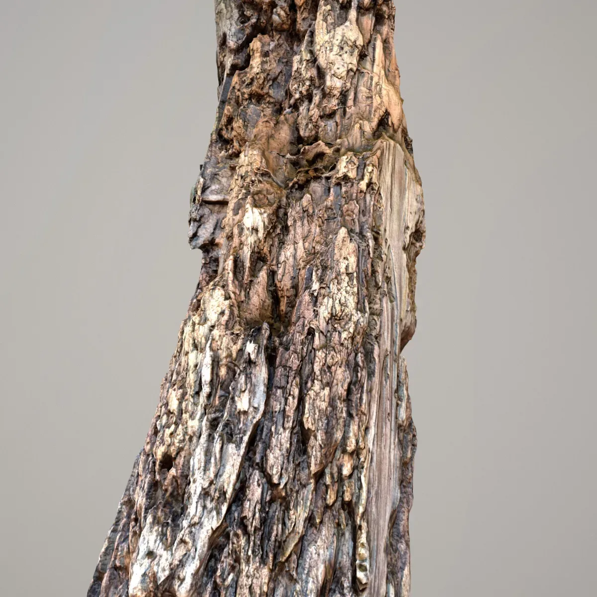 Tree Bark 7