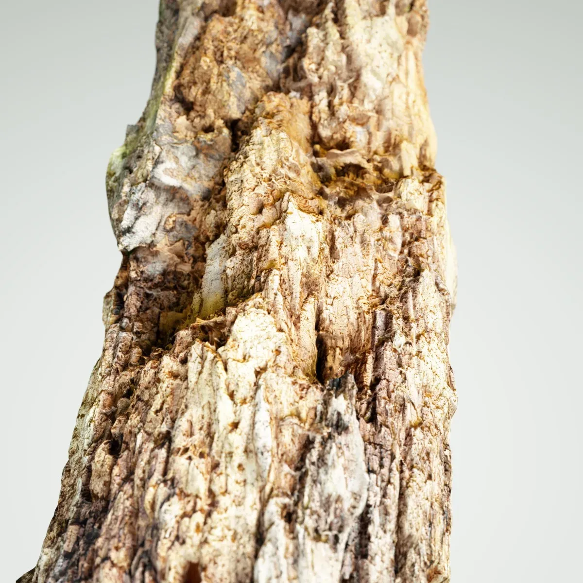 Tree Bark 7