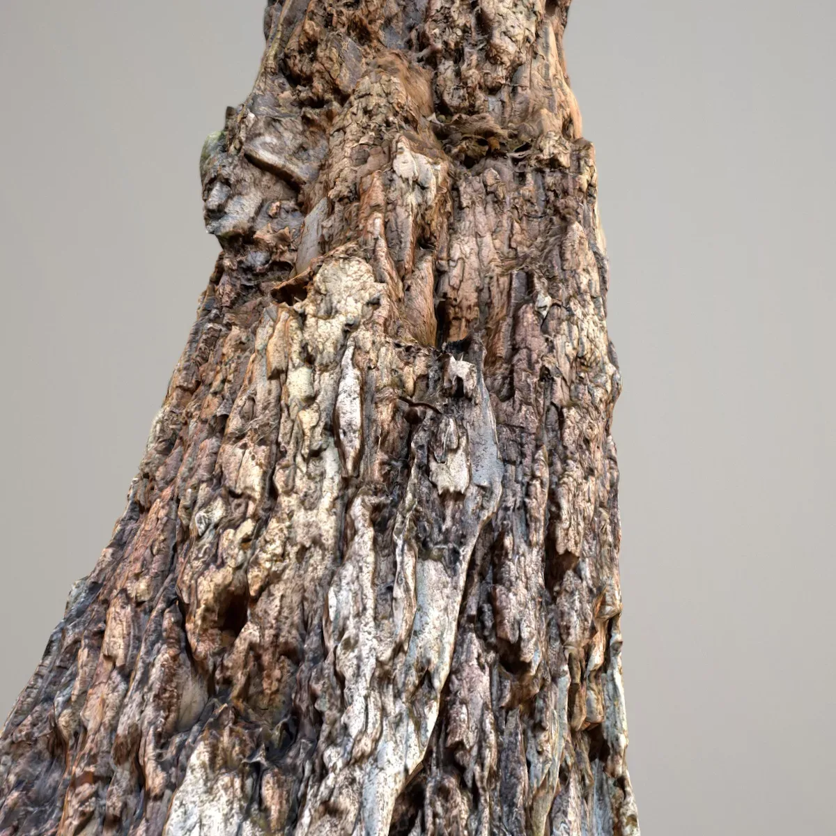 Tree Bark 7