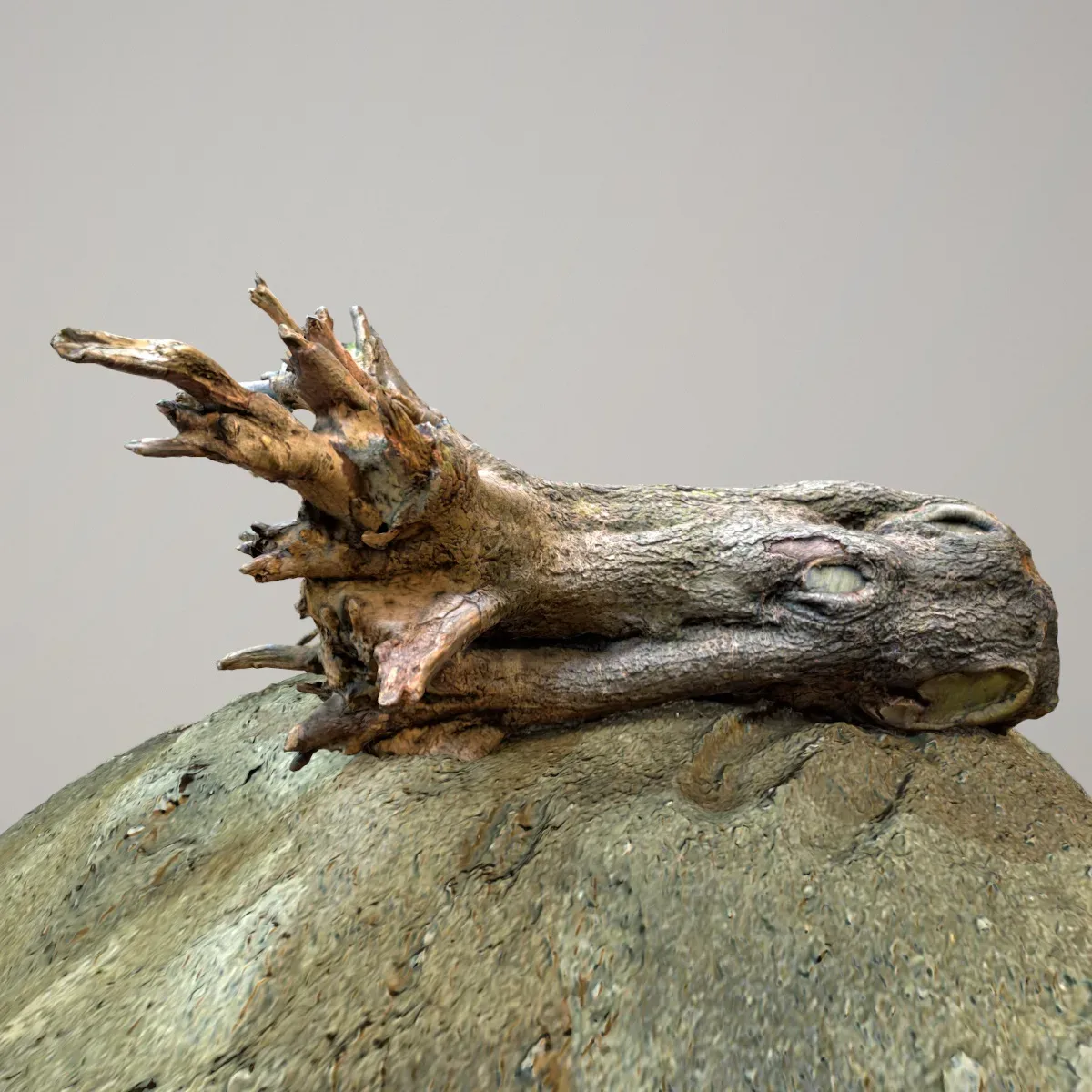 Tree Roots 6