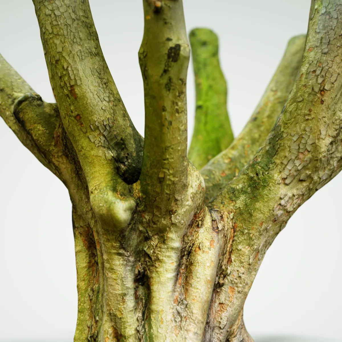 16 Fotorealistic 3D Scanned Treetrunks and Roots