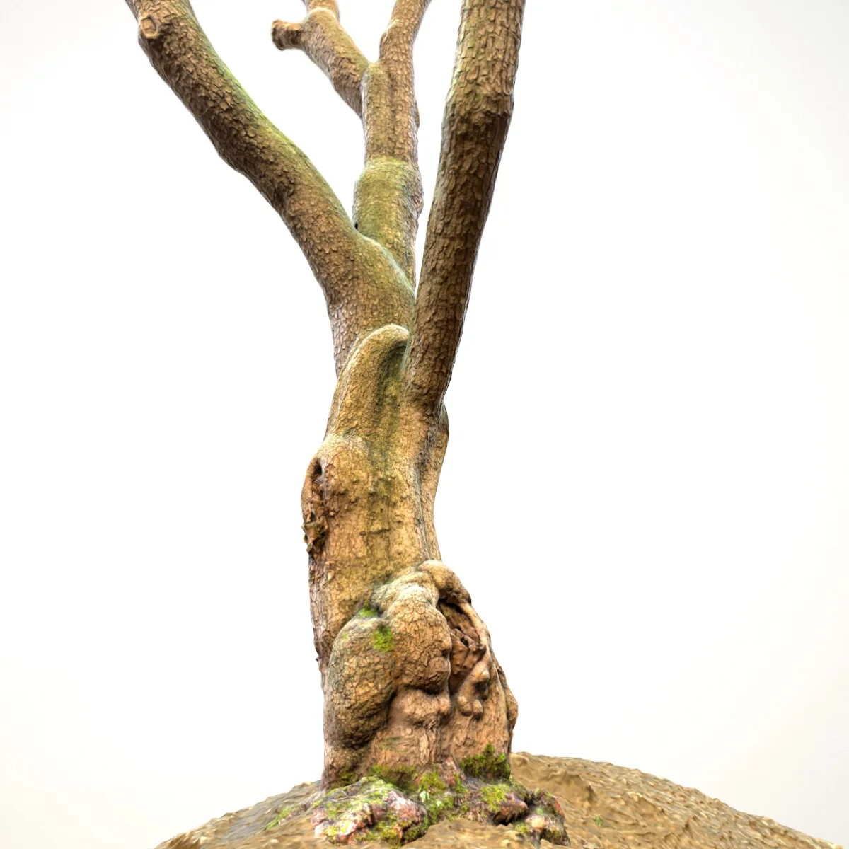 16 Fotorealistic 3D Scanned Treetrunks and Roots