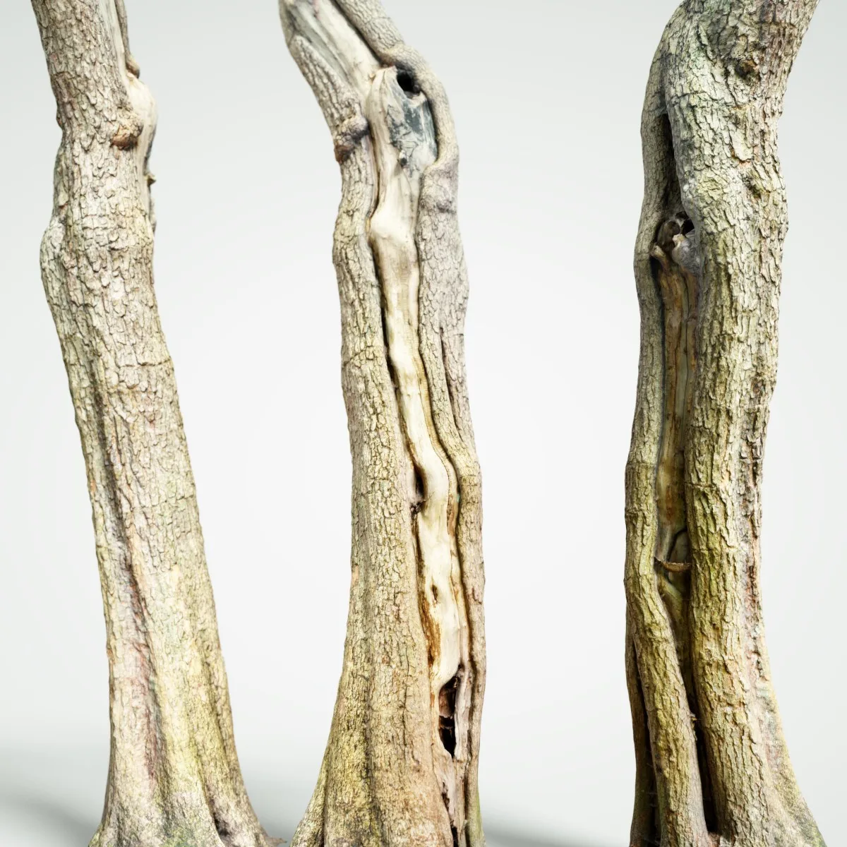 16 Fotorealistic 3D Scanned Treetrunks and Roots