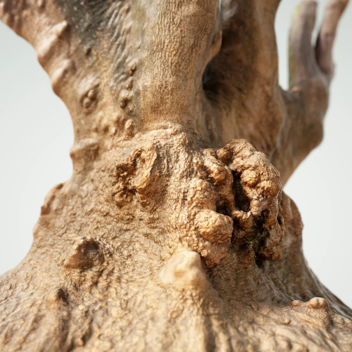 16 Fotorealistic 3D Scanned Treetrunks and Roots