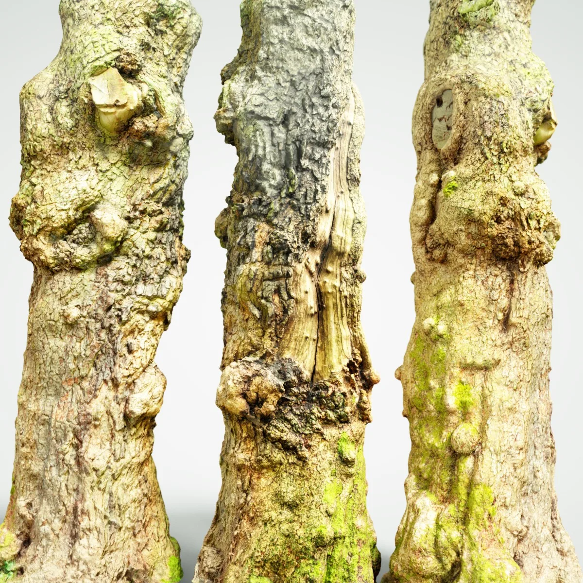 16 Fotorealistic 3D Scanned Treetrunks and Roots