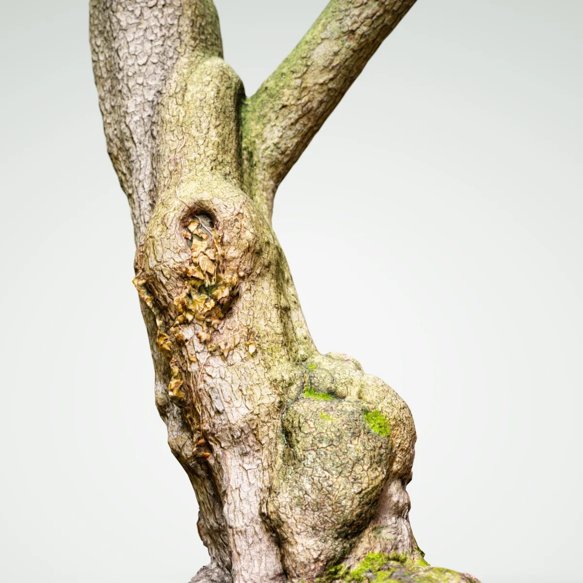 16 Fotorealistic 3D Scanned Treetrunks and Roots