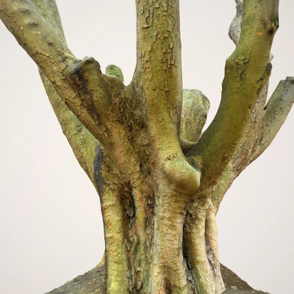 16 Fotorealistic 3D Scanned Treetrunks and Roots