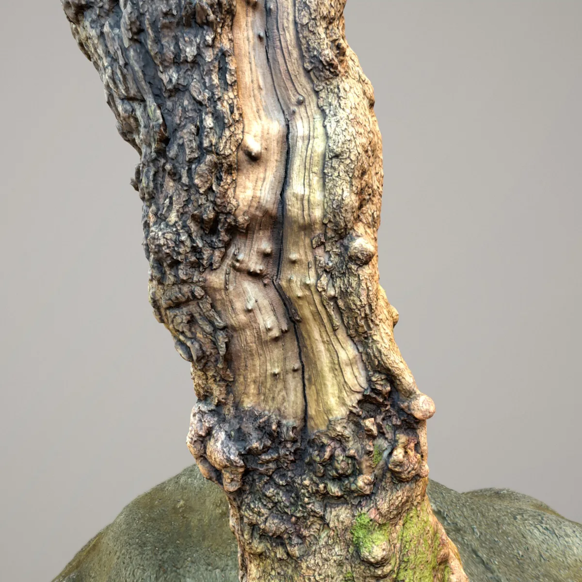 16 Fotorealistic 3D Scanned Treetrunks and Roots