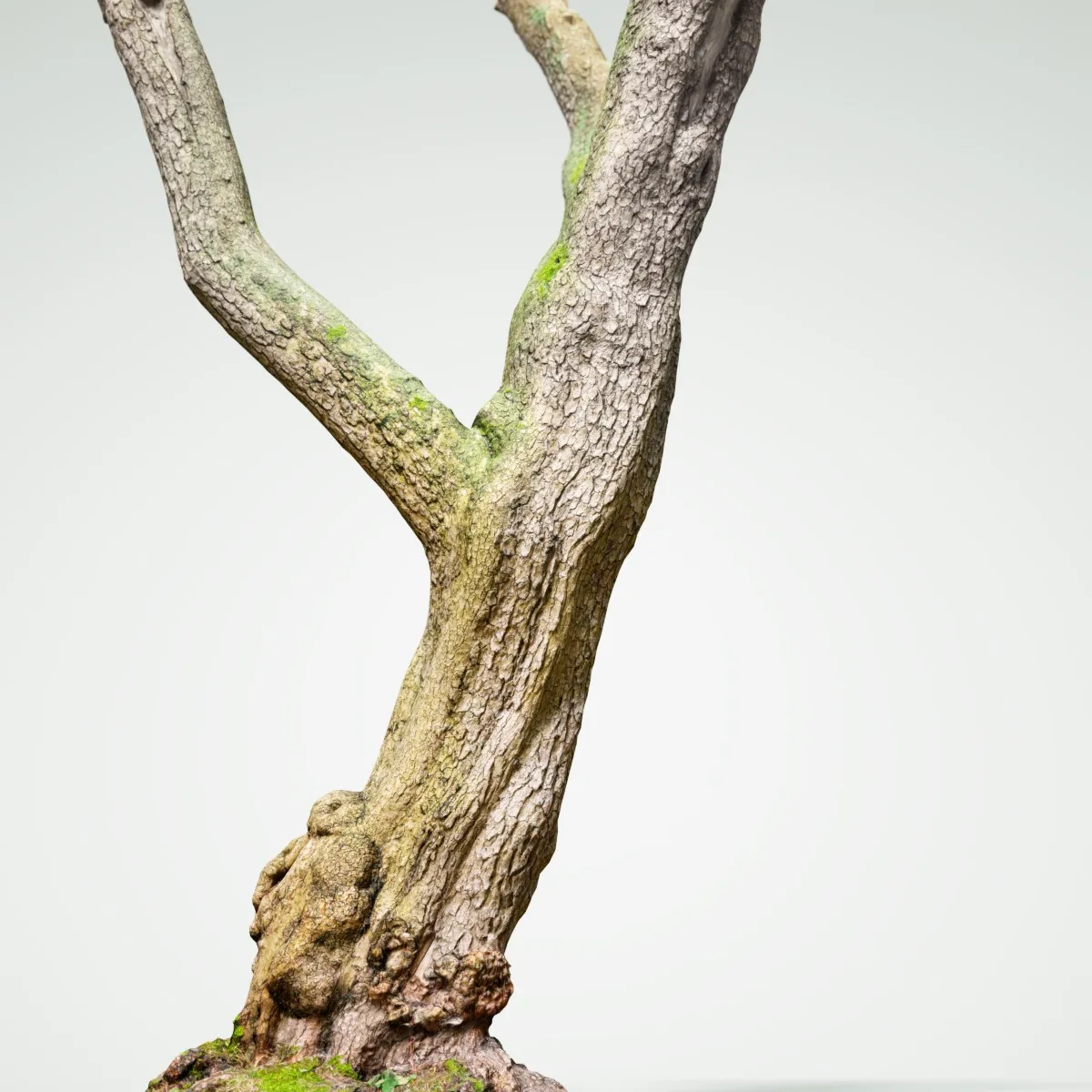 16 Fotorealistic 3D Scanned Treetrunks and Roots