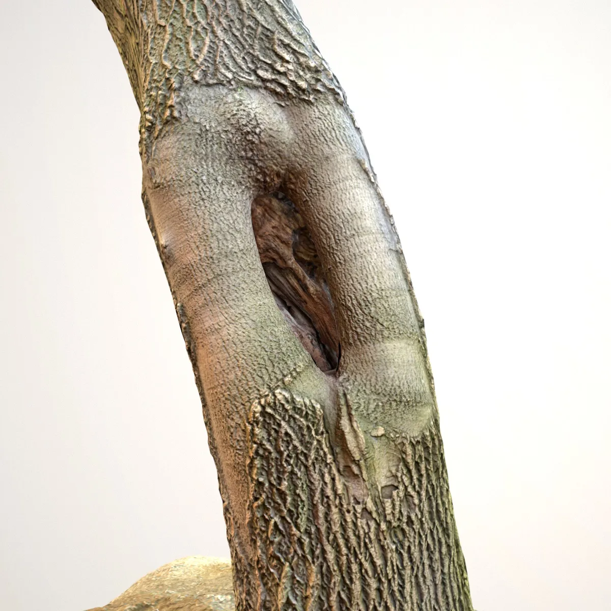 16 Fotorealistic 3D Scanned Treetrunks and Roots