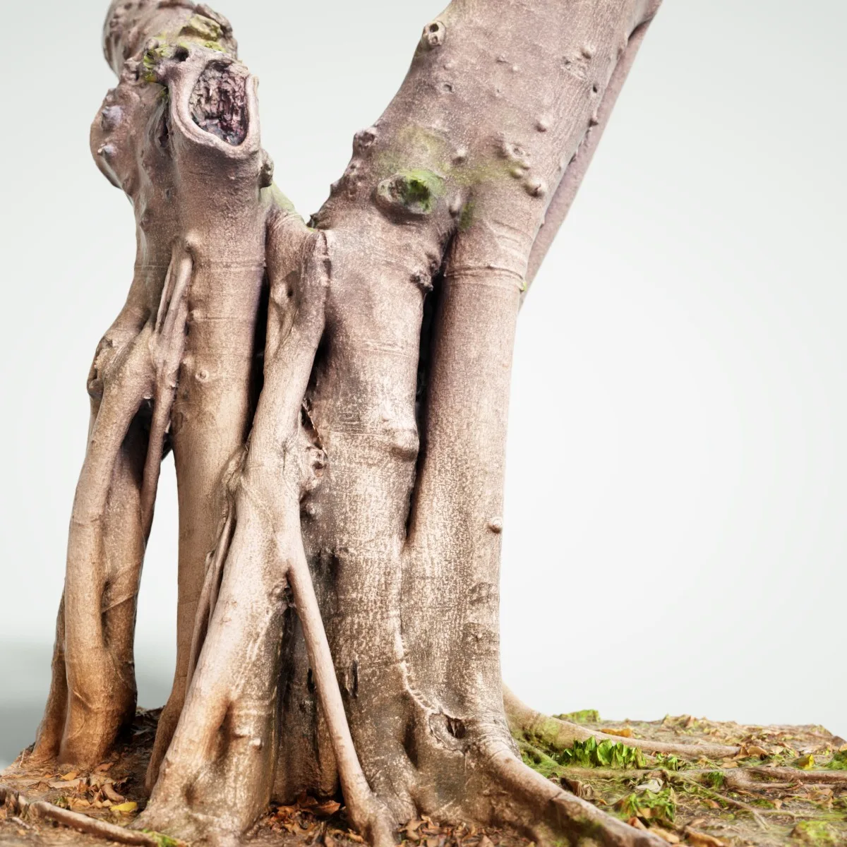 16 Fotorealistic 3D Scanned Treetrunks and Roots