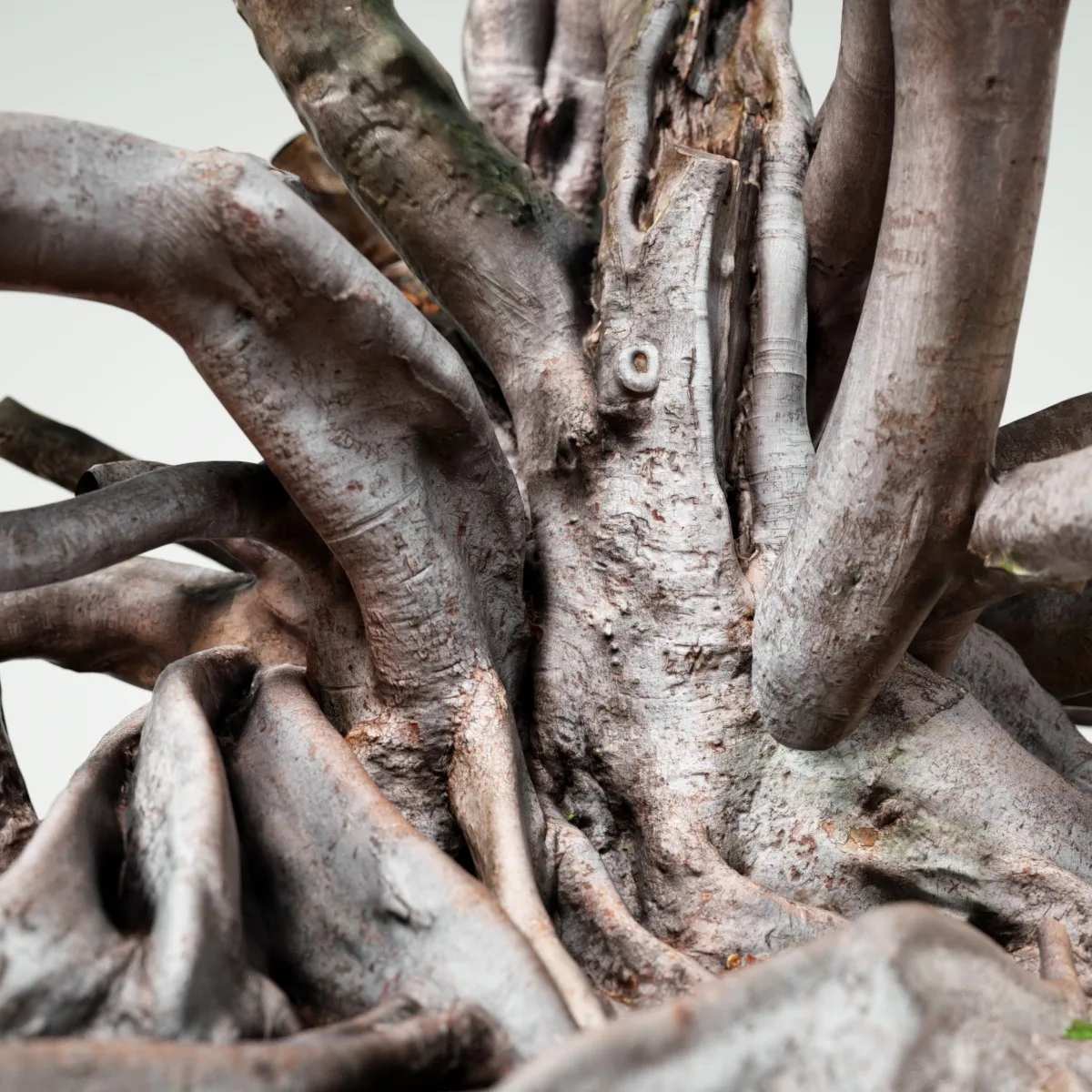 16 Fotorealistic 3D Scanned Treetrunks and Roots