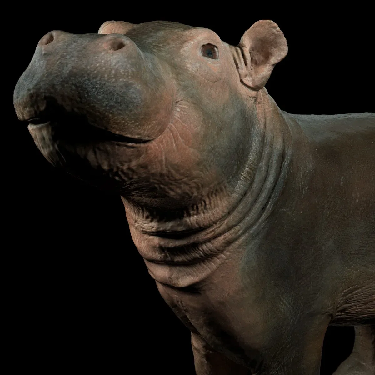Baby Hippo Nijlpaard Hippopotamus Amphibius