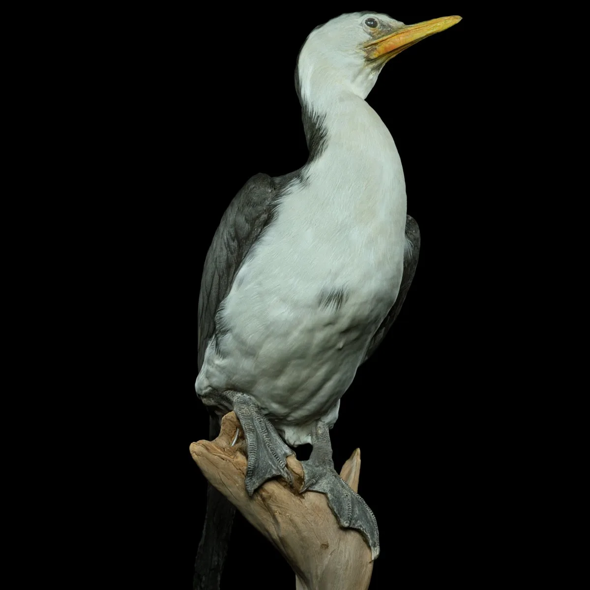 Bonte Aalscholver Phalacrocorax Varius Bird