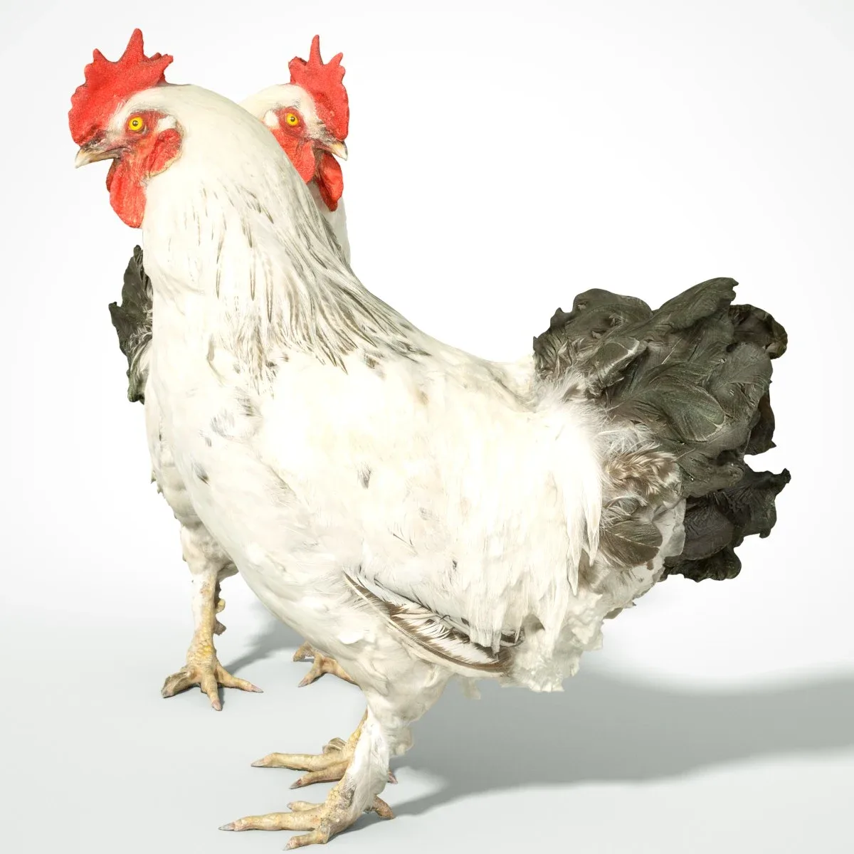 Brahma Rooster