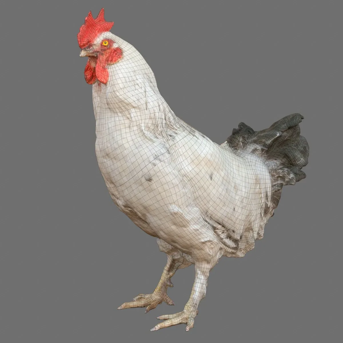 Brahma Rooster