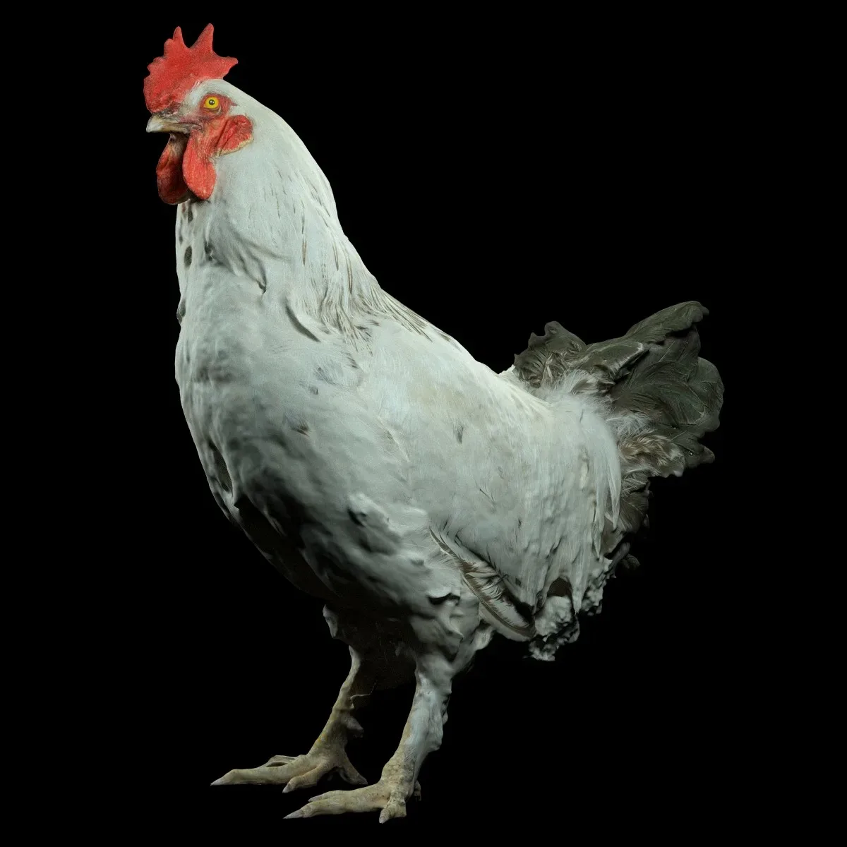 Brahma Rooster