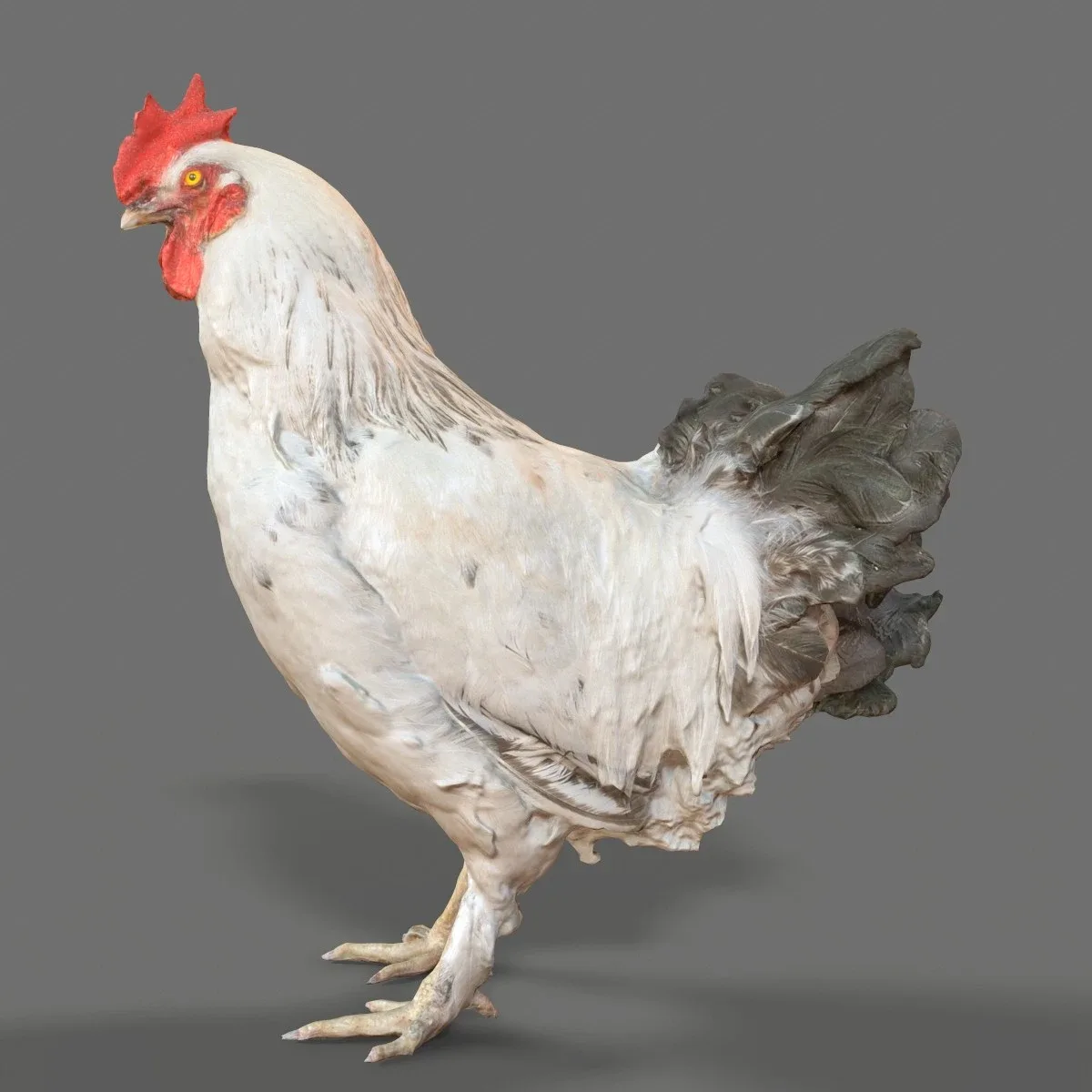 Brahma Rooster