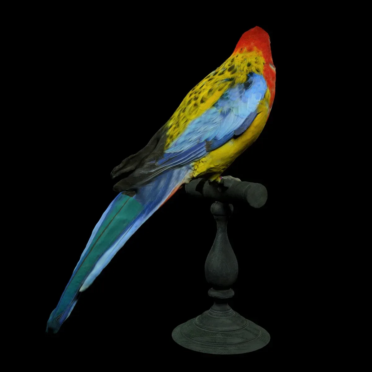 Eastern Rosella Platycercus Eximius