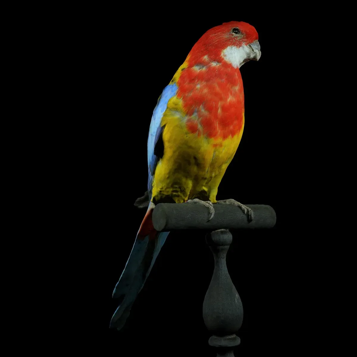 Eastern Rosella Platycercus Eximius