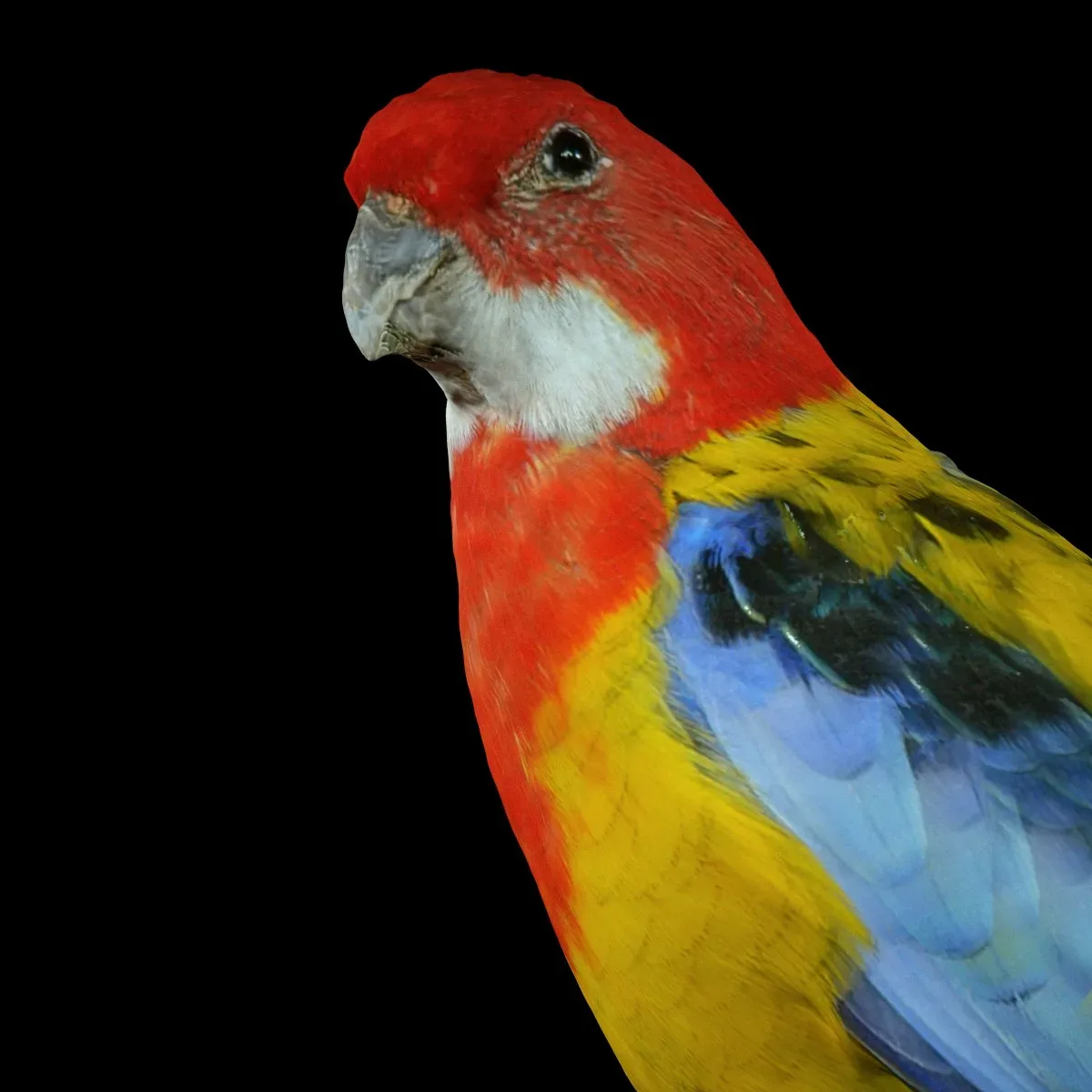 Eastern Rosella Platycercus Eximius