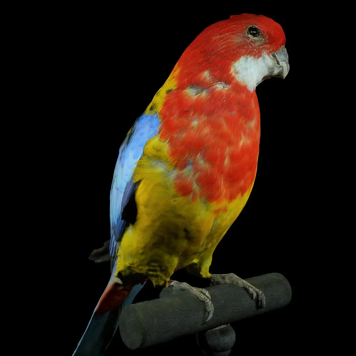 Eastern Rosella Platycercus Eximius