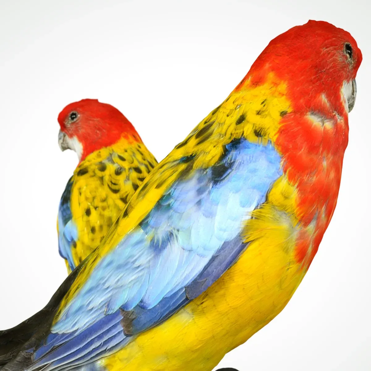 Eastern Rosella Platycercus Eximius