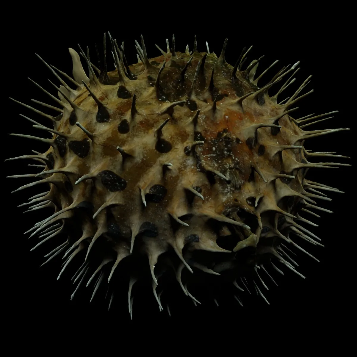 Puffer fish Egelvis Diodontidae