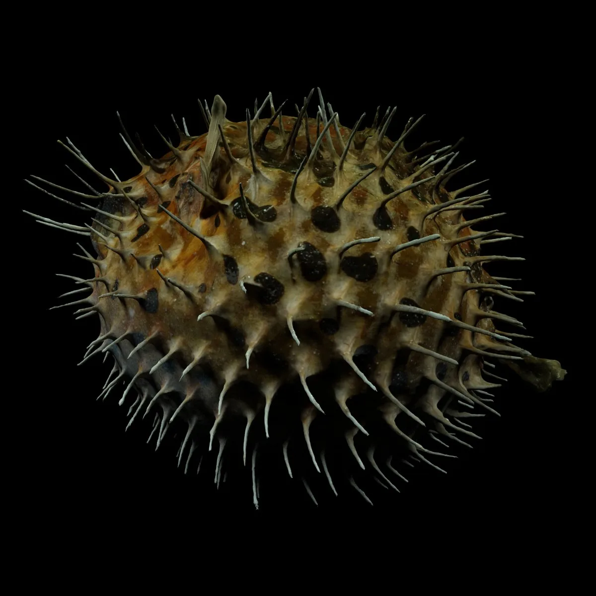 Puffer fish Egelvis Diodontidae