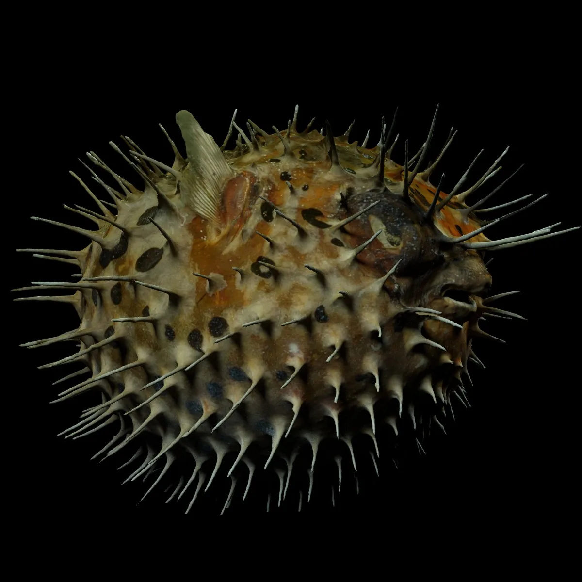 Puffer fish Egelvis Diodontidae