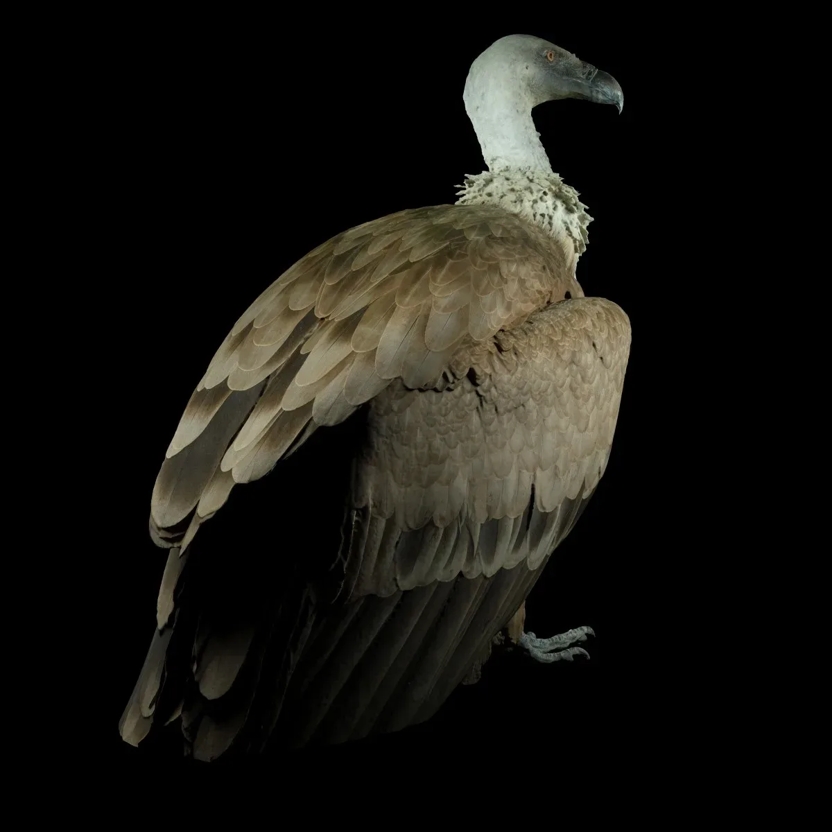 Gier Vulture Bird