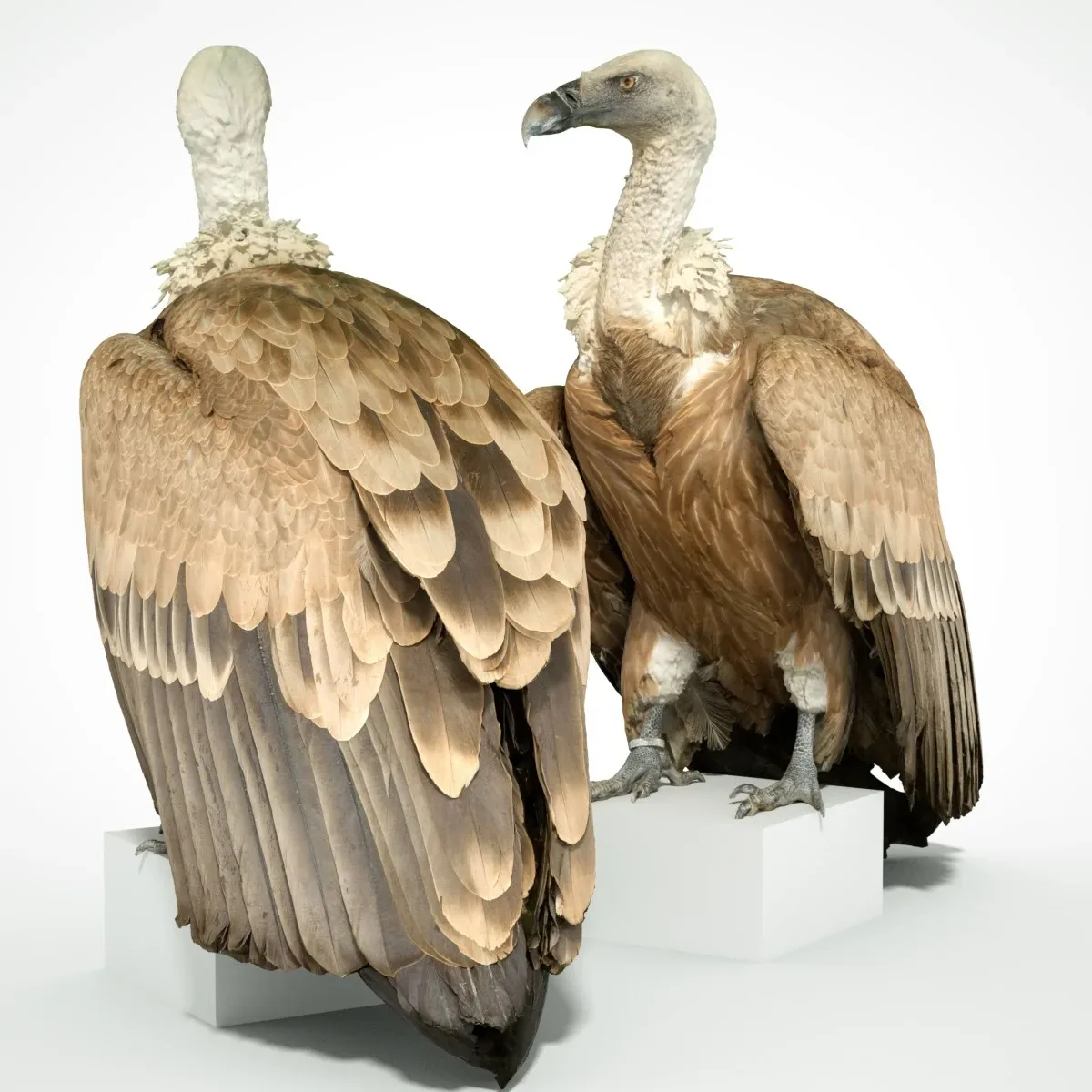 Gier Vulture Bird