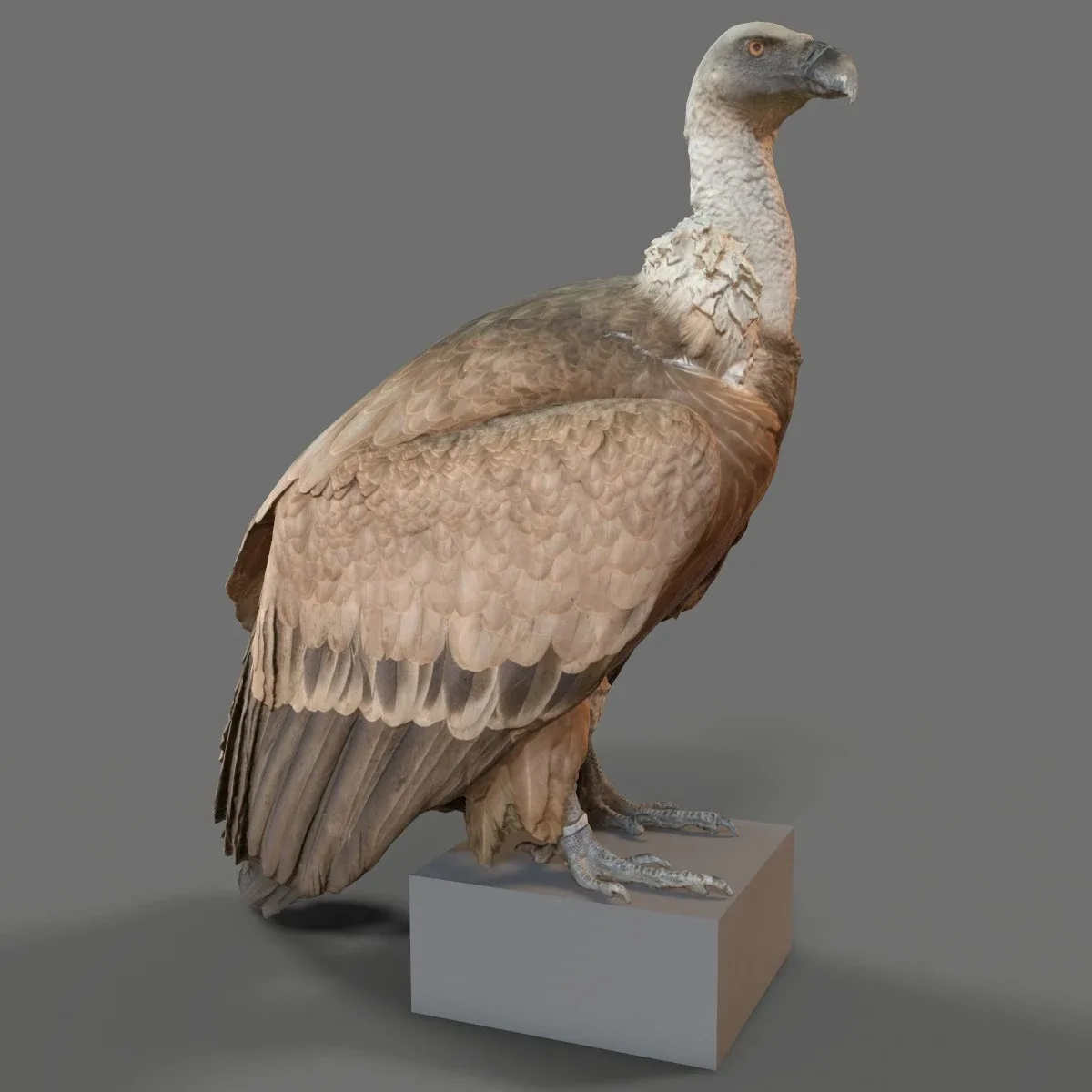 Gier Vulture Bird