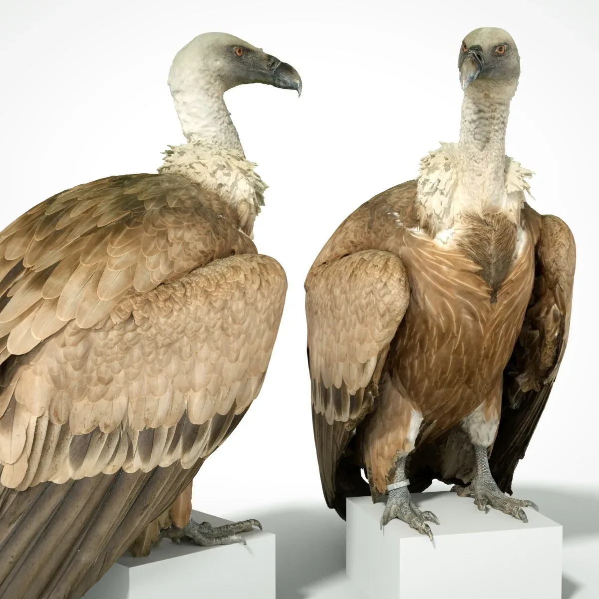 Gier Vulture Bird