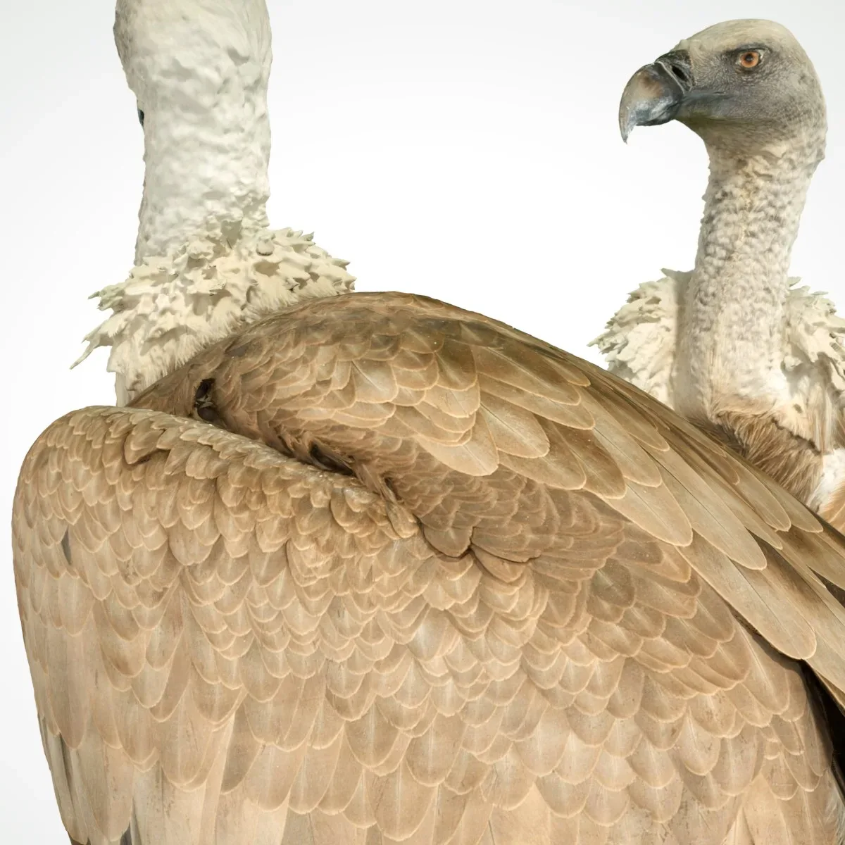 Gier Vulture Bird