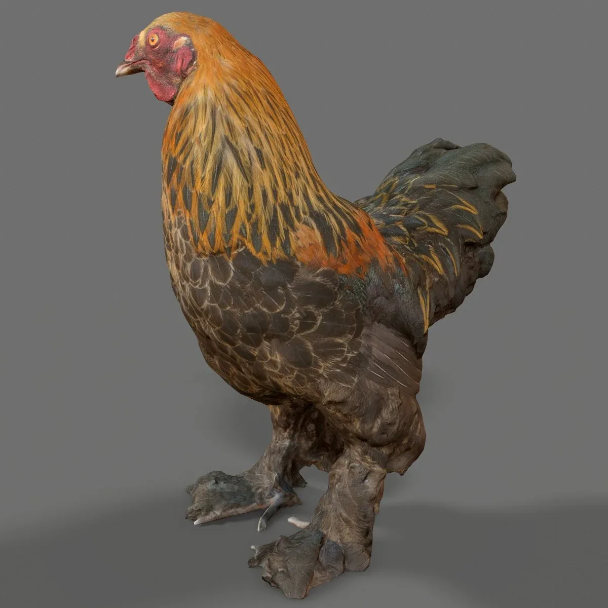 Haan Rooster Chicken