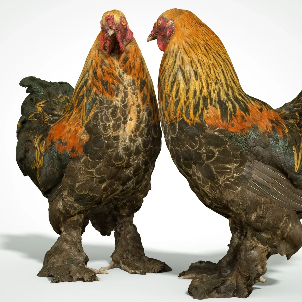 Haan Rooster Chicken