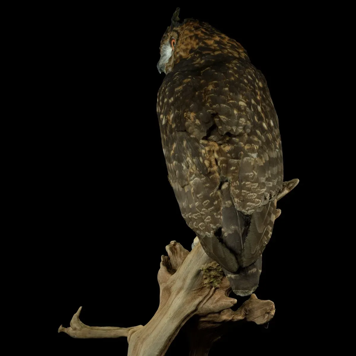 Kaapse Oehoe Bird Bubo Capensis Strigidae Owl