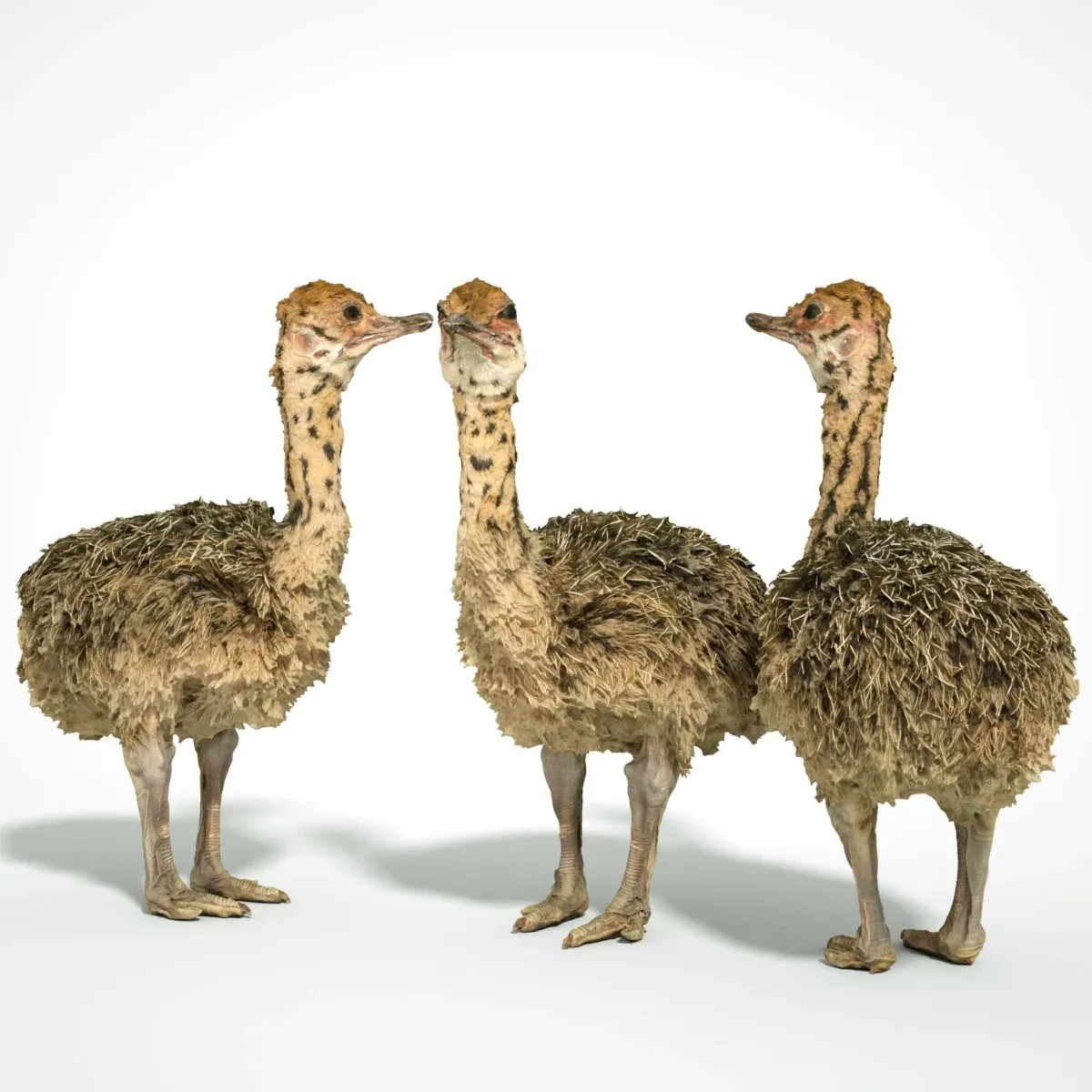 Ostrich Struthio Camelus Struisvogel Baby