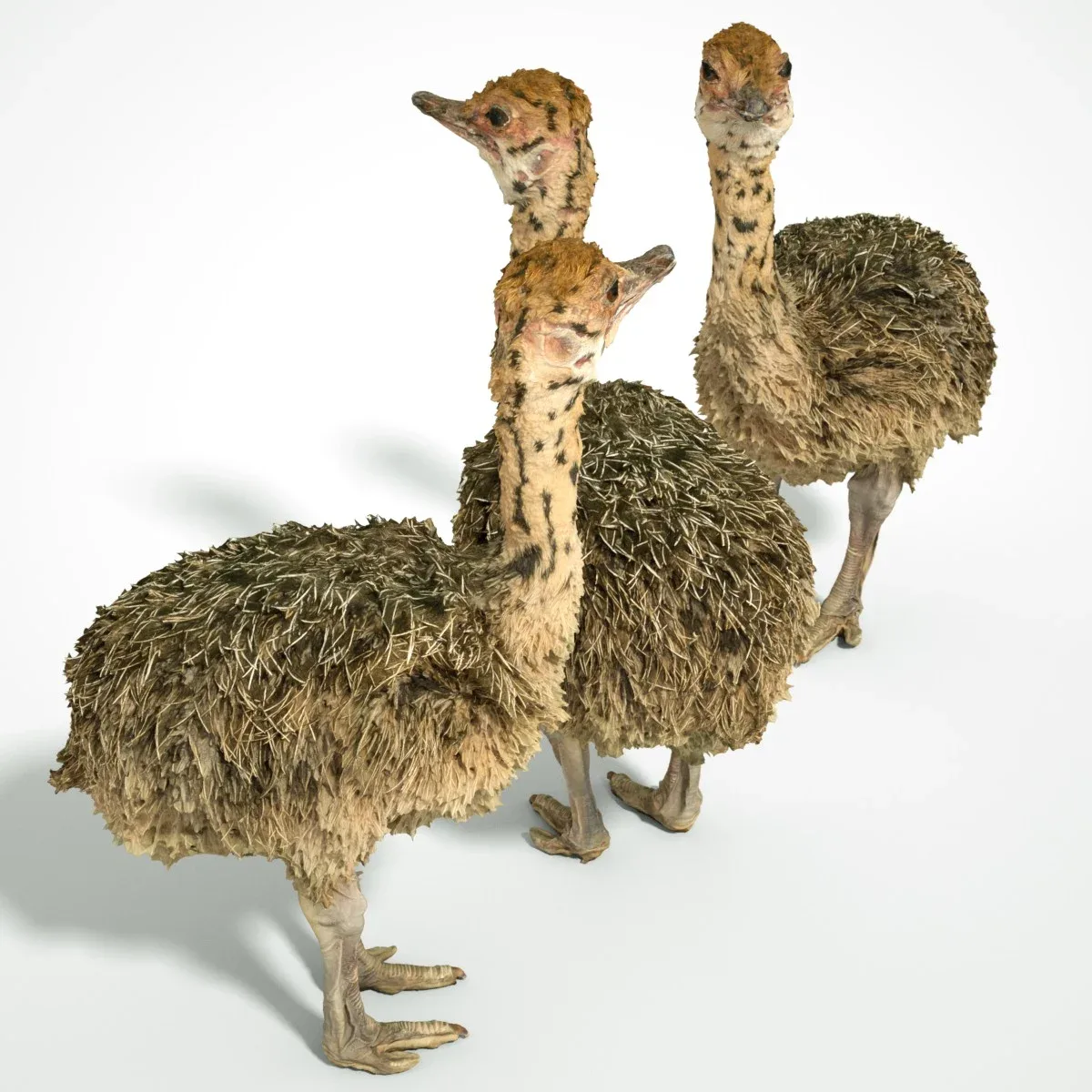 Ostrich Struthio Camelus Struisvogel Baby