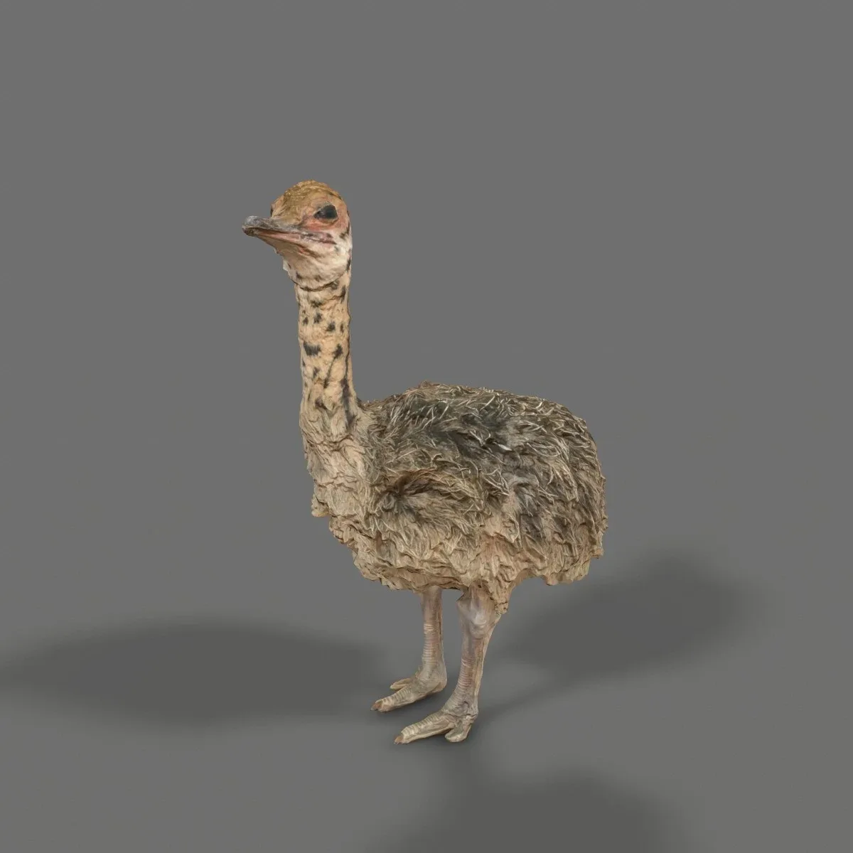 Ostrich Struthio Camelus Struisvogel Baby