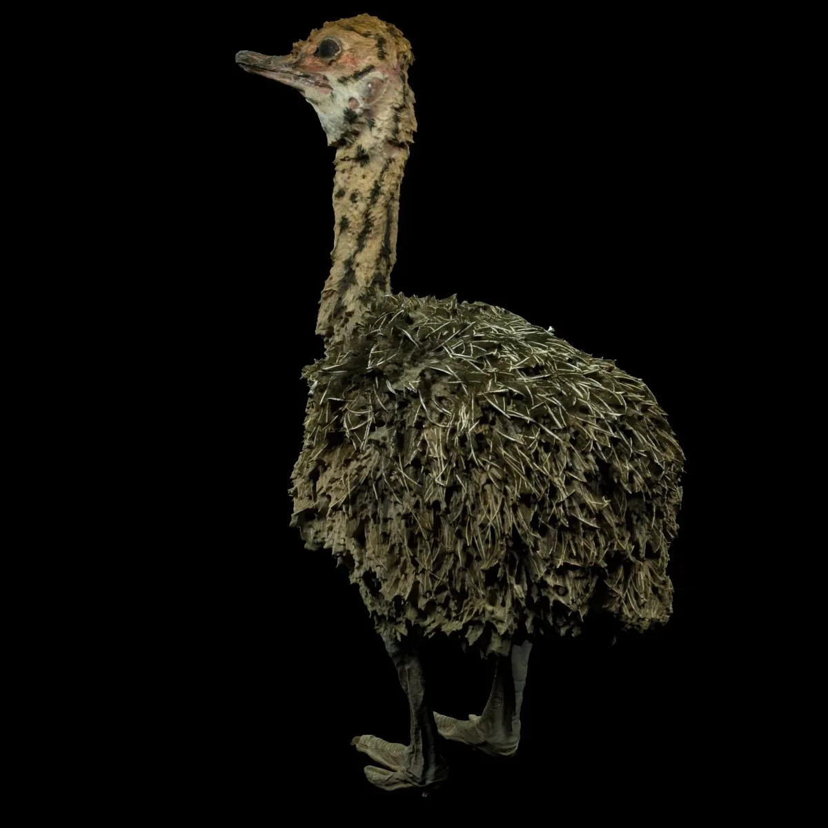 Ostrich Struthio Camelus Struisvogel Baby