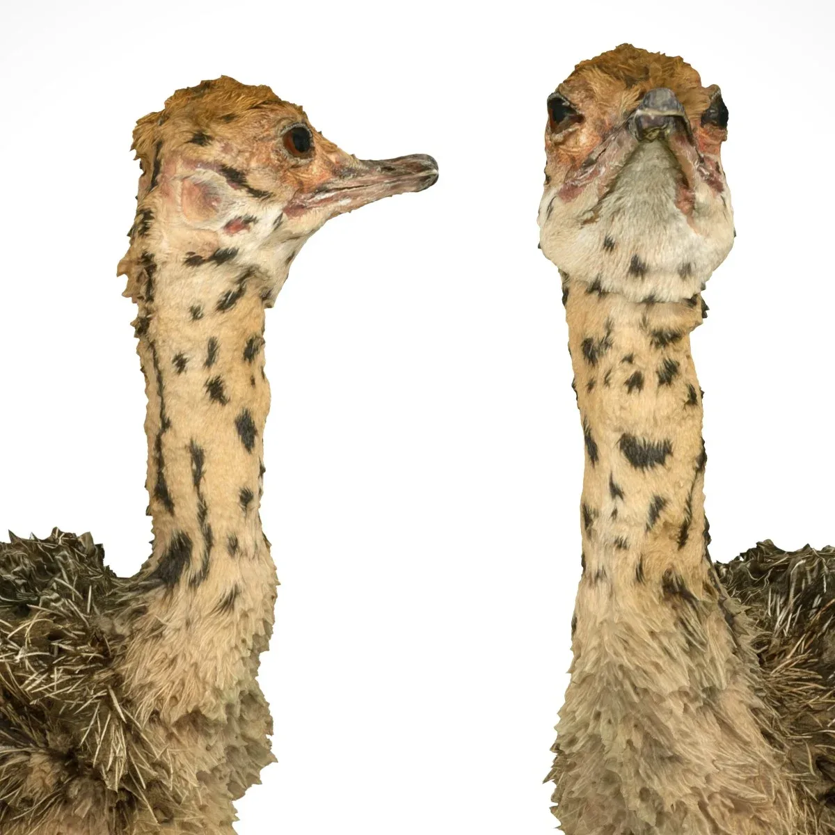 Ostrich Struthio Camelus Struisvogel Baby