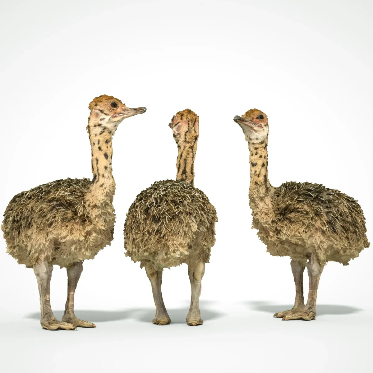 Ostrich Struthio Camelus Struisvogel Baby