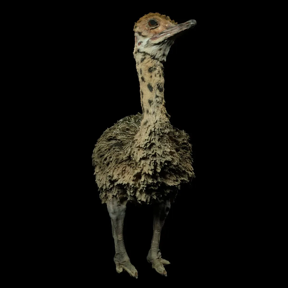 Ostrich Struthio Camelus Struisvogel Baby