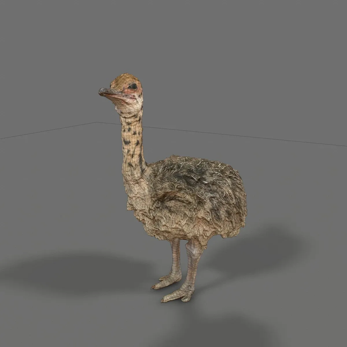 Ostrich Struthio Camelus Struisvogel Baby